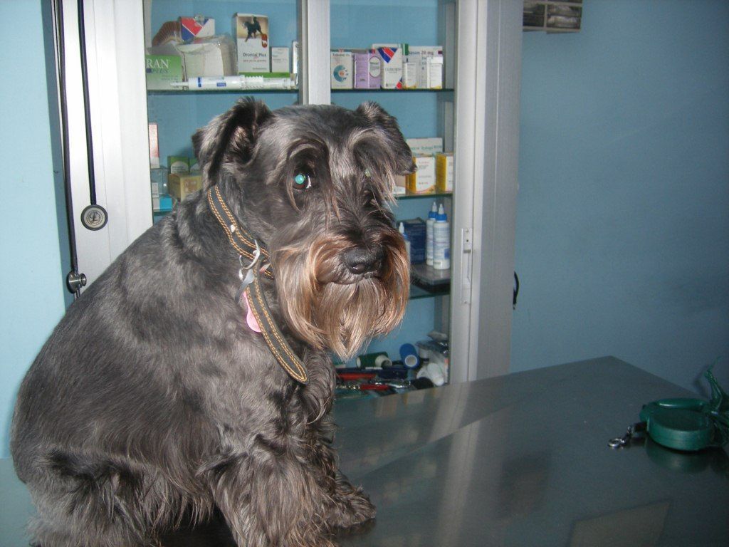 Chuca, una schnauzer, sentada tranquila en la consulta